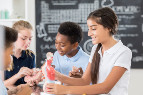 Elementary school students learning in a human anatomy laboratory