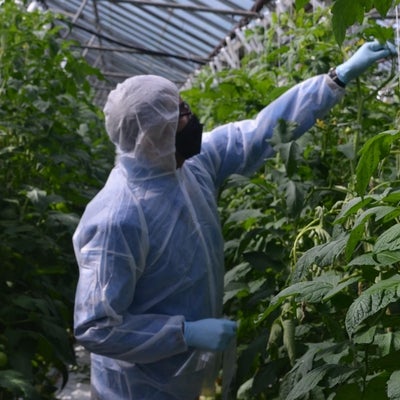 University of Waterloo professor Trevor Charles studying microbiome in a greenhouse