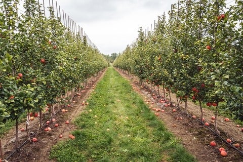 Photo of apple trees at an apple orchard