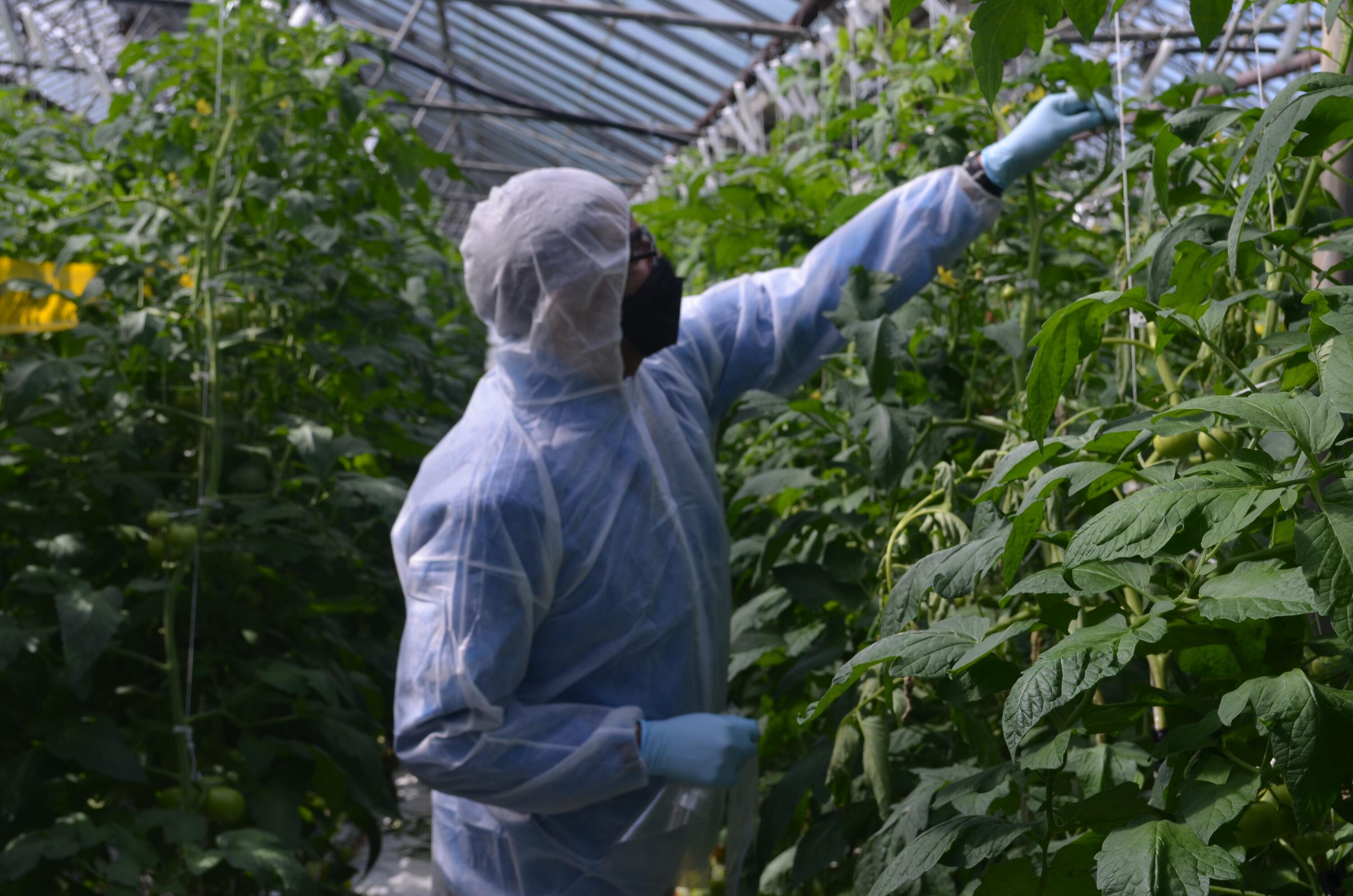 University of Waterloo professor Trevor Charles studying microbiome in a greenhouse