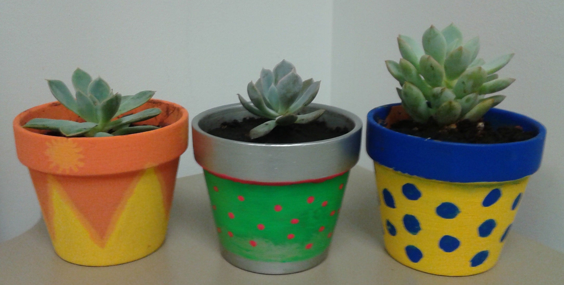 The three potted succulents produced by our group members