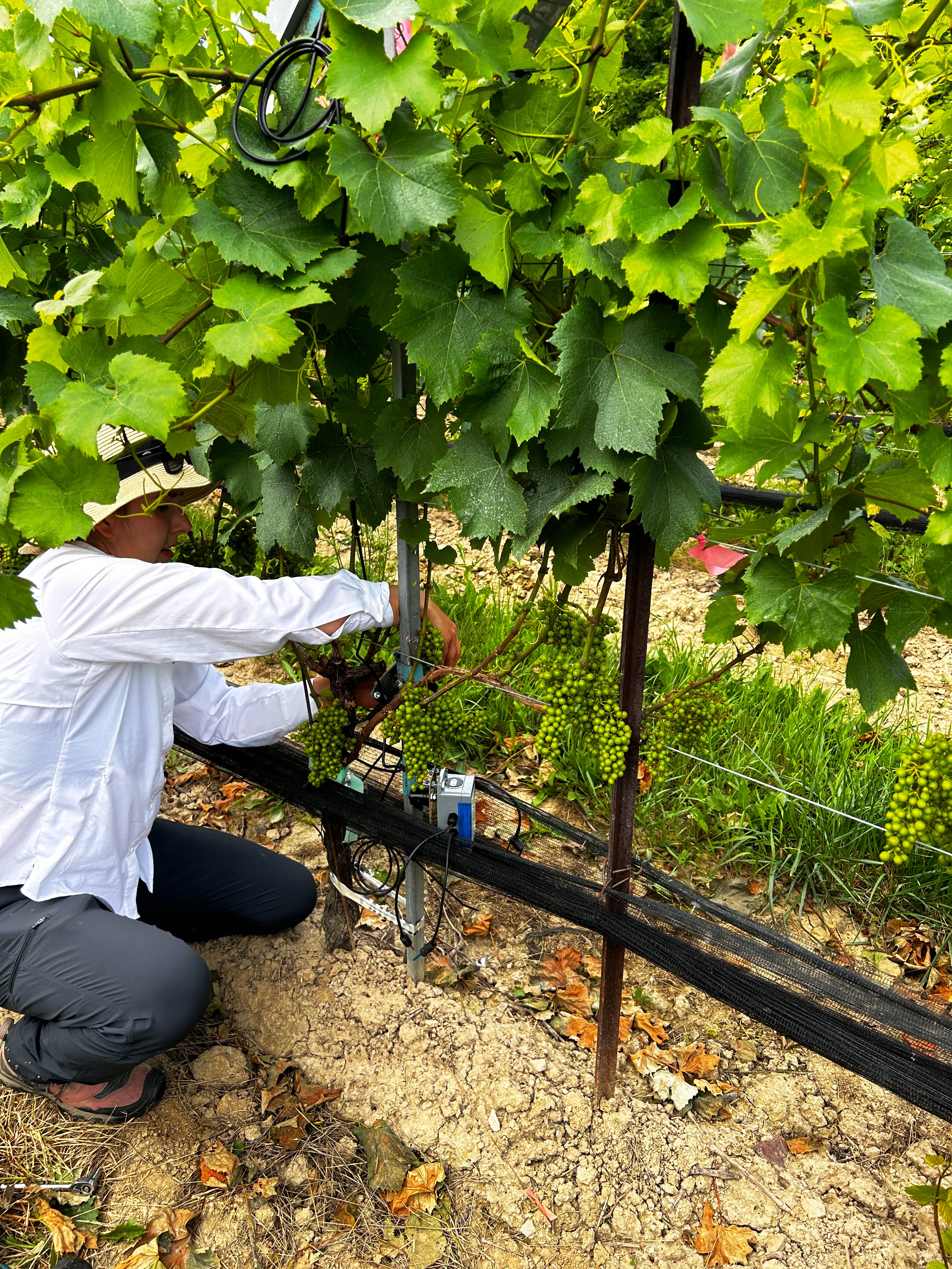 vineyard grapes