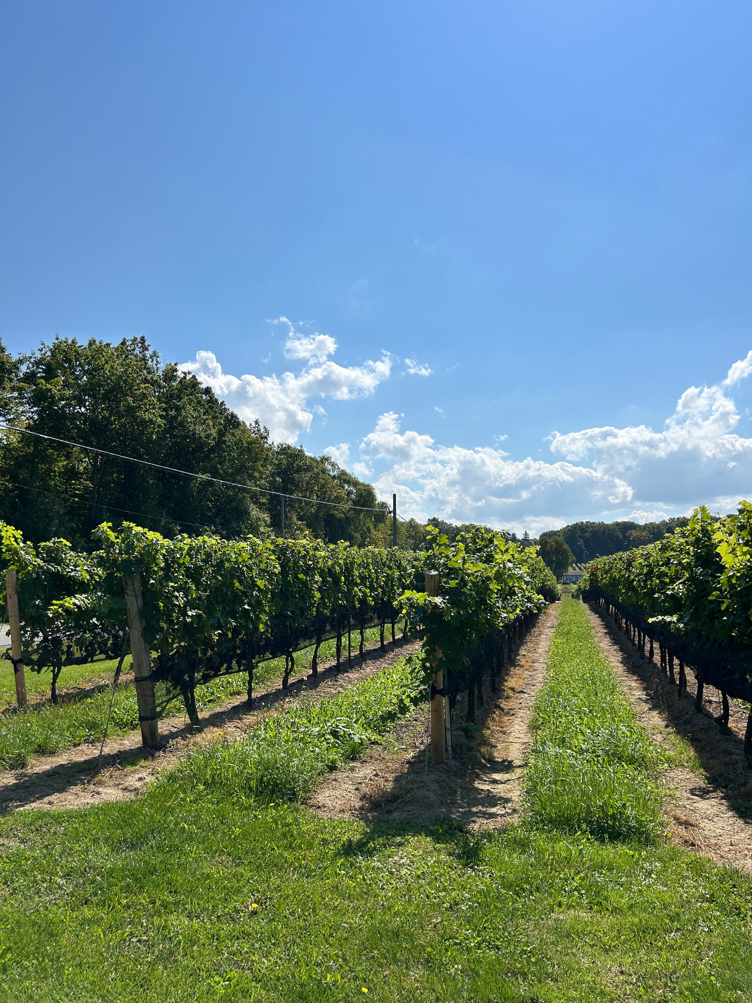 vineyard in southern ontario
