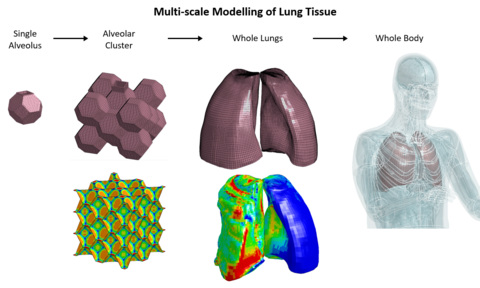 Lung Scale Model