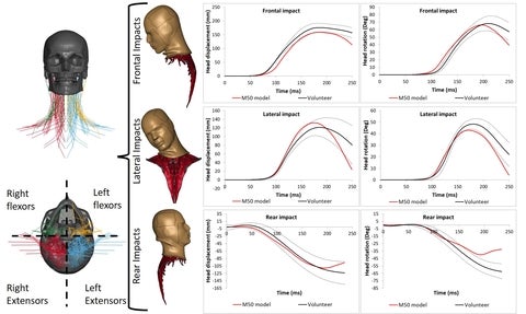 Muscle Reflex Model