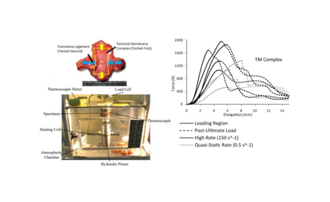 QUASI-STATIC AND DYNAMIC UPPER CERVICAL SPINE LIGAMENT CHARACTERIZATION