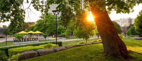 Sunsetting behind tree and Dana Porter Library with University of Waterloo sign and yellow umbrellas visible in background