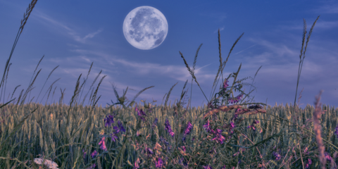 A full moon in a dark sky above a meadow of wildflowers