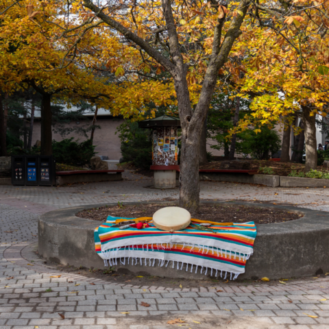 Sacred medicines laying on a blanket outside under a large tree with the leaves turning orange