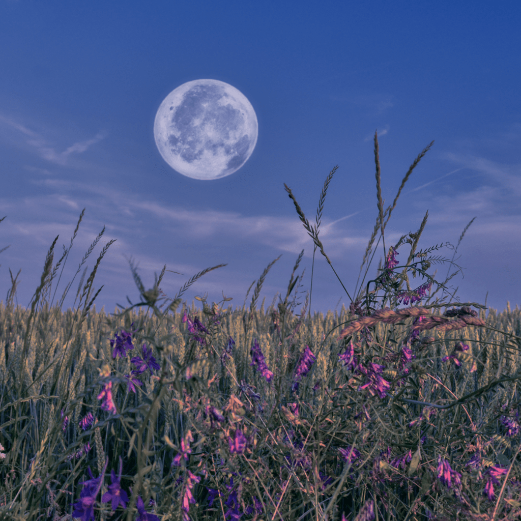 A full moon in a dark sky above a meadow of wildflowers