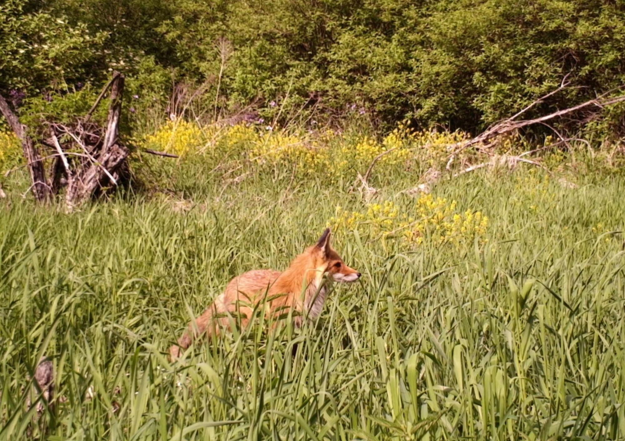A red fox in the middle of a green field