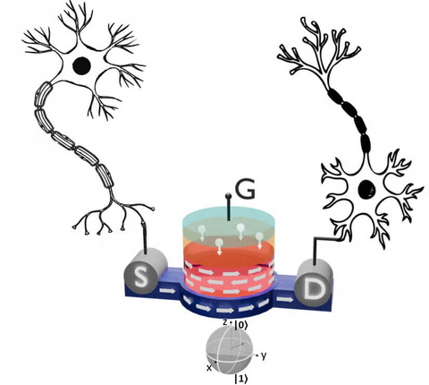 A scientific diagram depicting two neurons connecting to quantum material