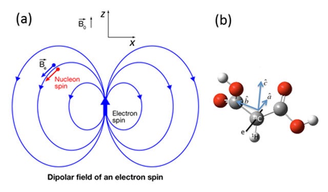  The magnetic dipole field produced by an electron spin, and a malonic acid molecule 
