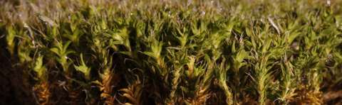  Moss with roots showing banner