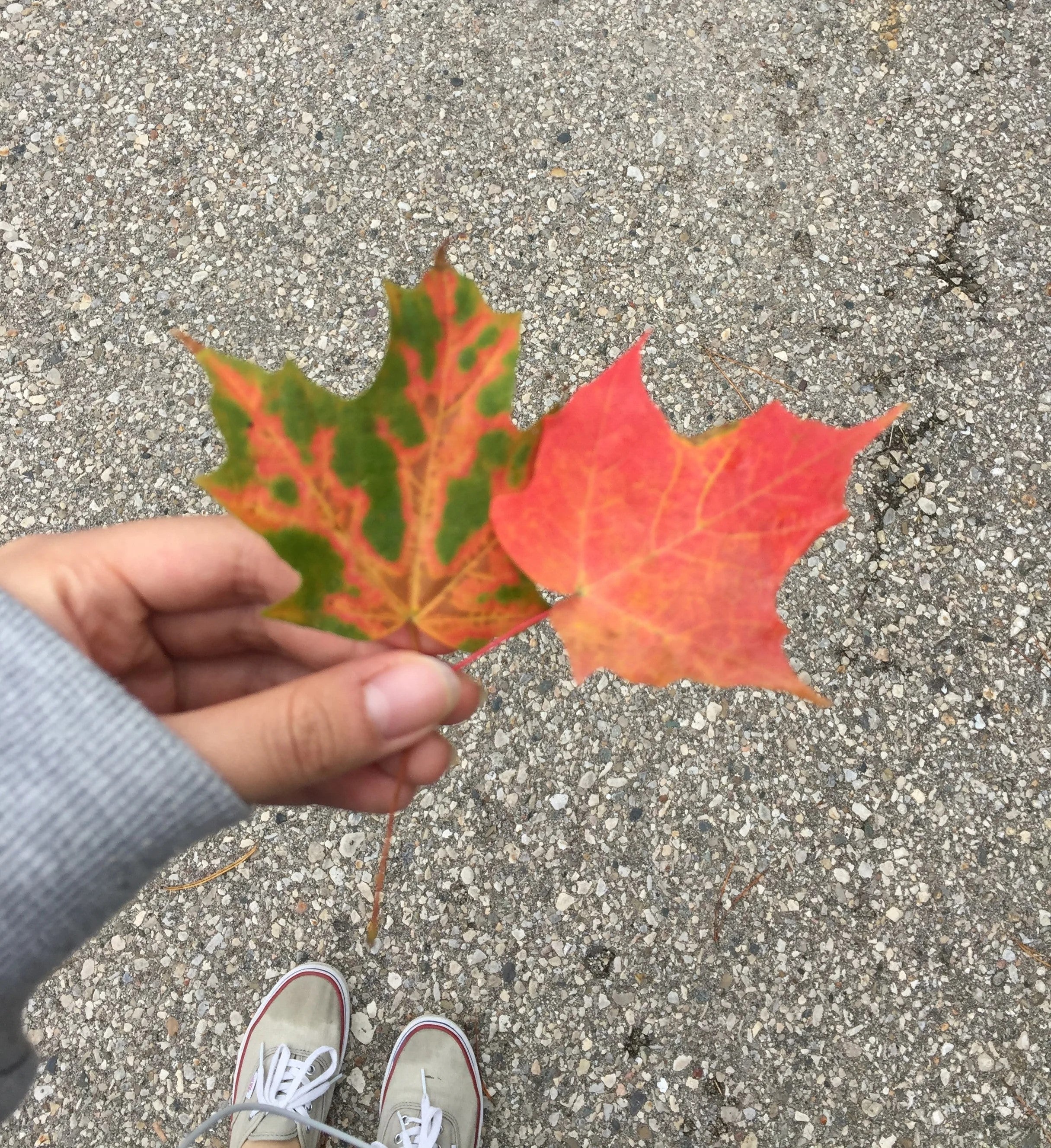 Chriz holding two colourful maple leaves.