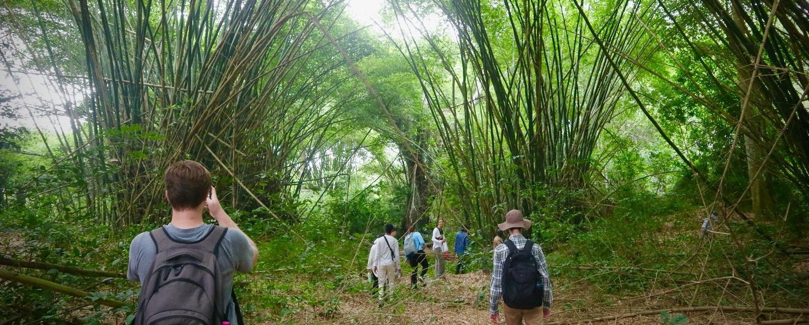 backs of students walking in lush forest