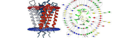 Aromatic network of interactions present in the hERG potassium channel