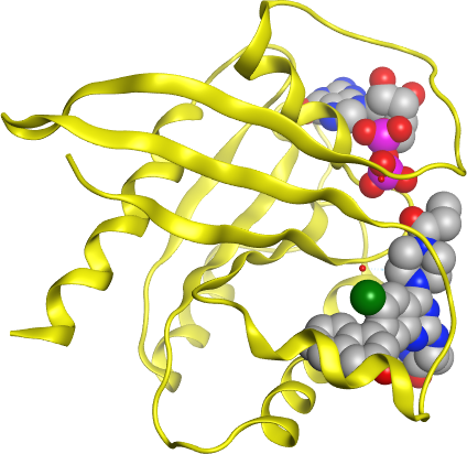 KRAS protein in complex with GDP and Sotorasib inhibitor.