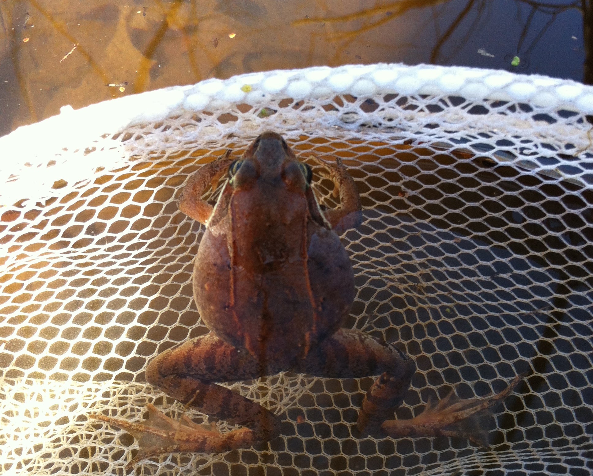 Wood frog in net