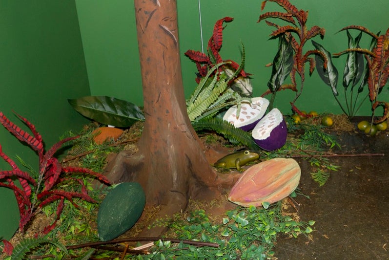 cocoa tree and pods in the rainforest