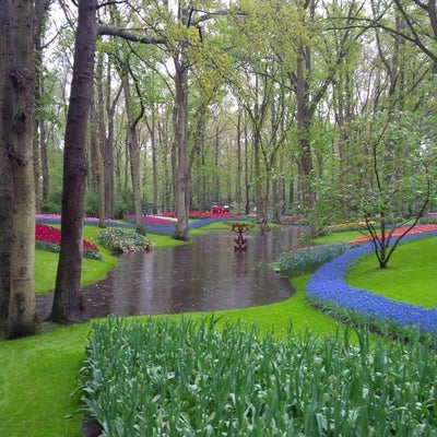 Tulips and other spring flowers at Keukenhof