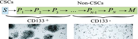 Modeling cancer stem cells hypothesis (Dhawan et al.)