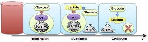 A microscale mathematical model for metabolic symbiosis (Phipps et al.)