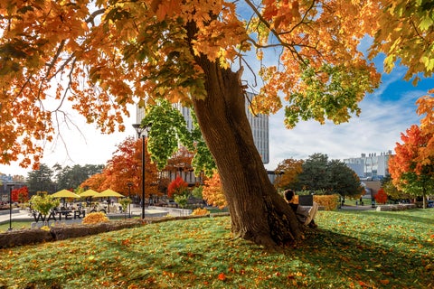 Waterloo campus in the fall