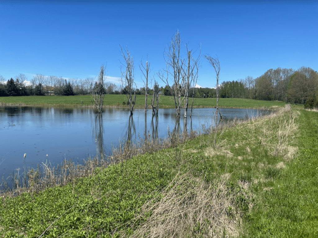 photo of wetland