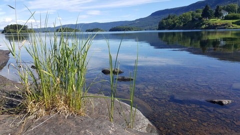 Lake with grass in the foreground growing out of a rock.