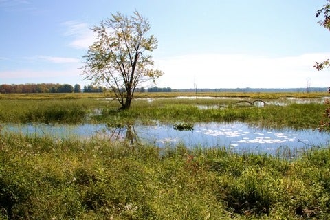 wetland picture