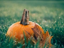 decorative image pumpkin and fall leaves