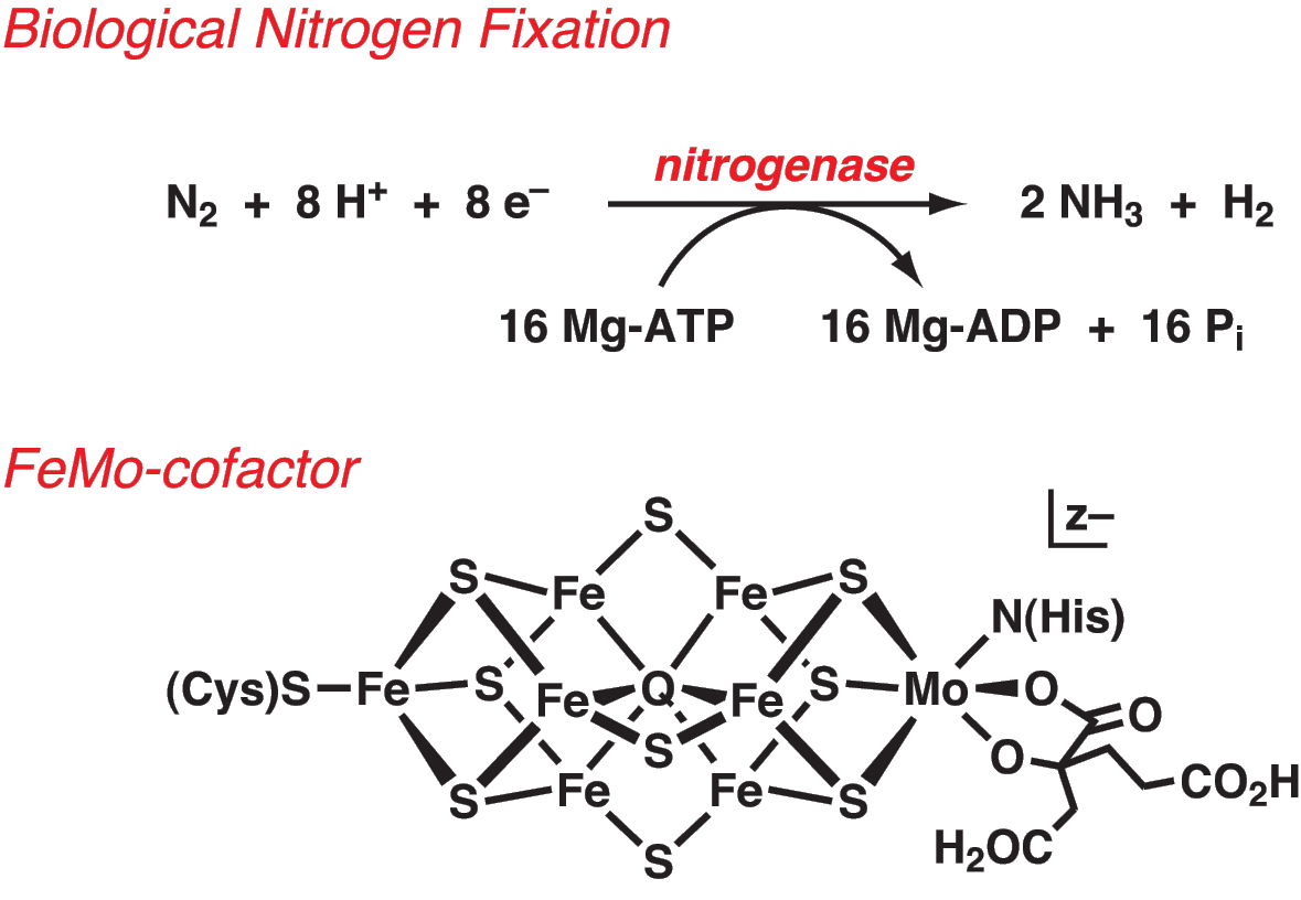 Chemical reaction of biological nitrogen fixation catalyzed by nitrogenase; below, a skeletal structural formula of FeMo-cofactor
