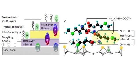 Model of a silicon surface at an atomic scale. Layers include Zwitterionic multilayers, transitional layer, interfacial layer, interlayer bonds, dangling bonds all on top of a Si surface.