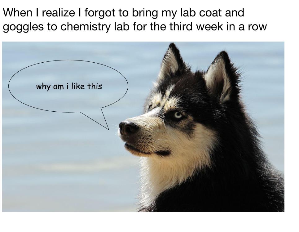 Husky dog looking into distance