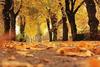 fall scene with trail and trees