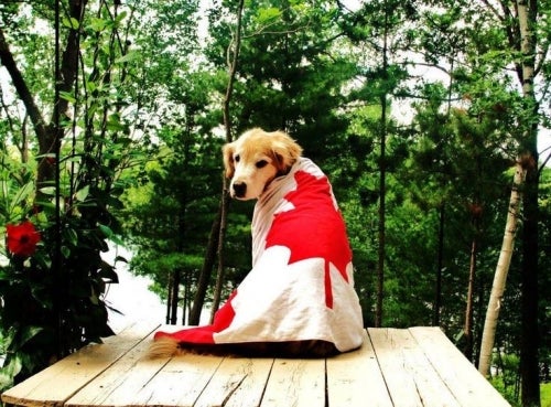 A dog draped in a Canadian flag sitting on a dock.