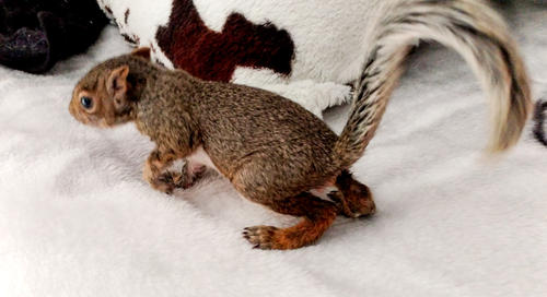 Side view of a small squirrel. 