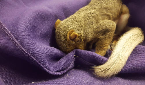 A small squirrel huddles into a purple blanket.