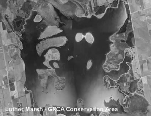 Luther Marsh - GRCA Conservation Area (JPEG)
