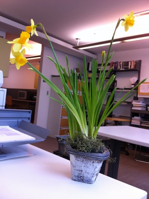 Blooming daffodil on desk