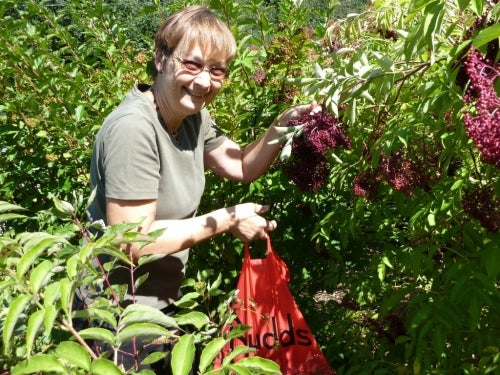 Gail picking berries