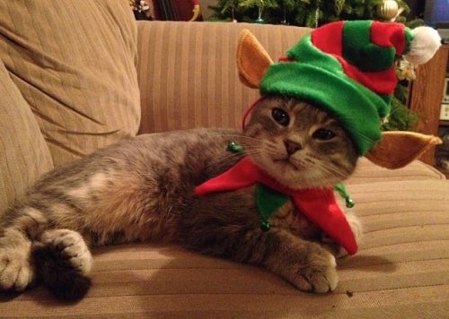 cat wearing elf hat