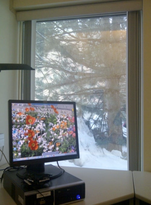 Flowers on computer wallpaper contrasted by snow outside window.