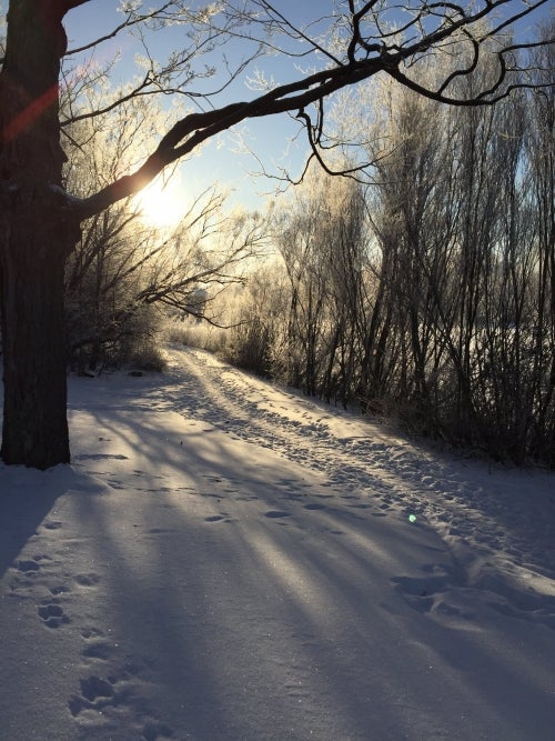 Sunlit snowy trail