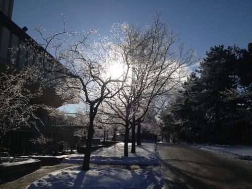 Sun shining through icy trees