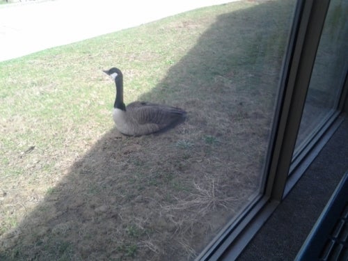 Goose sitting outside of DC Conference Room
