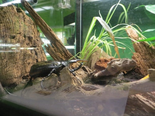 A large black beetle in an aquarium.