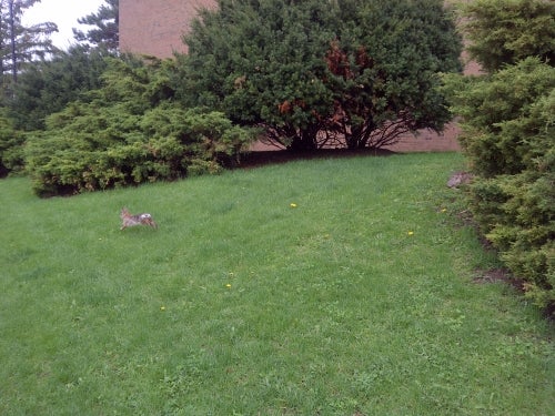 A bunny running across a patch of green grass.