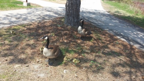 Geese and babies on lawn
